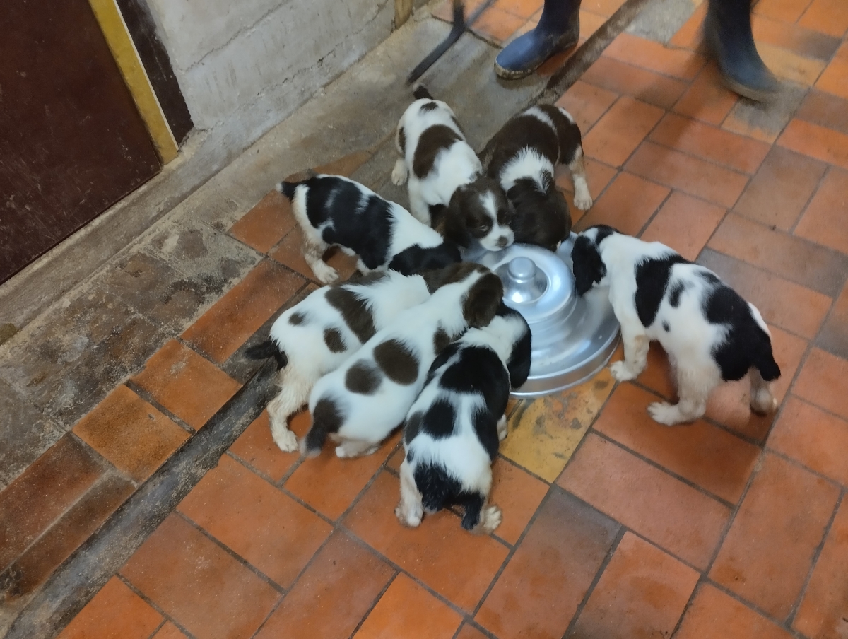 chiot springer né le 5 décembre 2024
