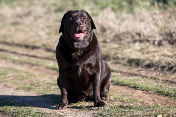 Pension pour garde de gros chiens dans la Marne, Marne, Les jardins de la défense