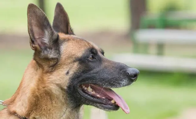 Eleveur de Berger Belge Malinois, Marne, Les jardins de la défense