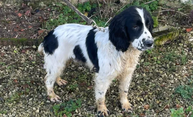 Éleveur de Springer Spaniel, Marne, Les jardins de la défense