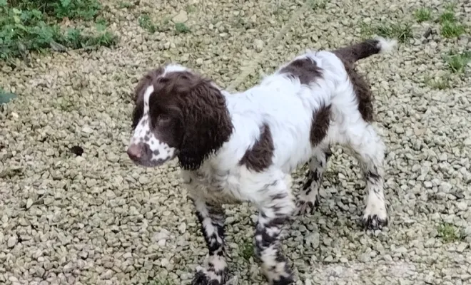 Éleveur de Springer Spaniel, Marne, Les jardins de la défense