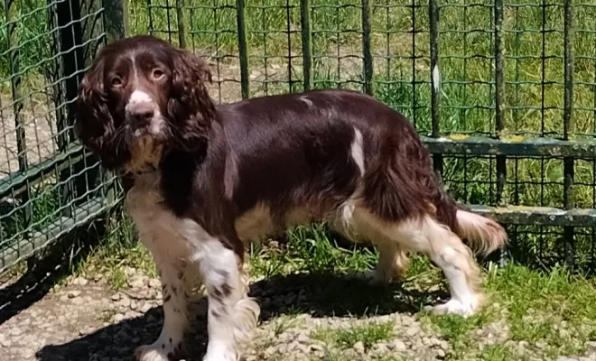 Éleveur de Springer Spaniel, Marne, Les jardins de la défense