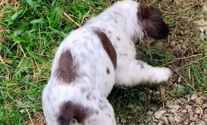 Éleveur de chiens, Marne, Les jardins de la défense