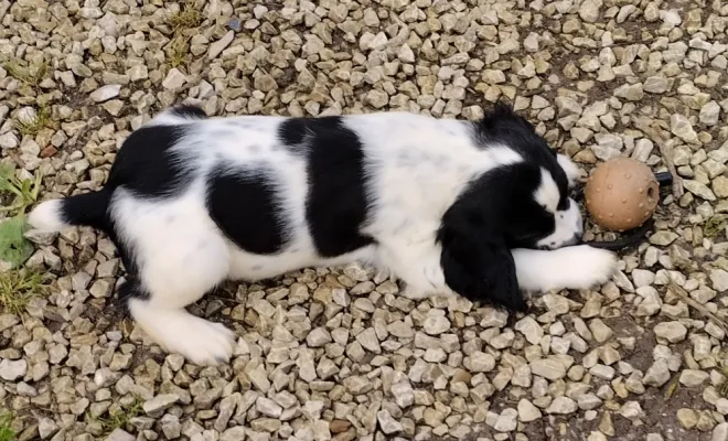 Éleveur de chiens, Marne, Les jardins de la défense