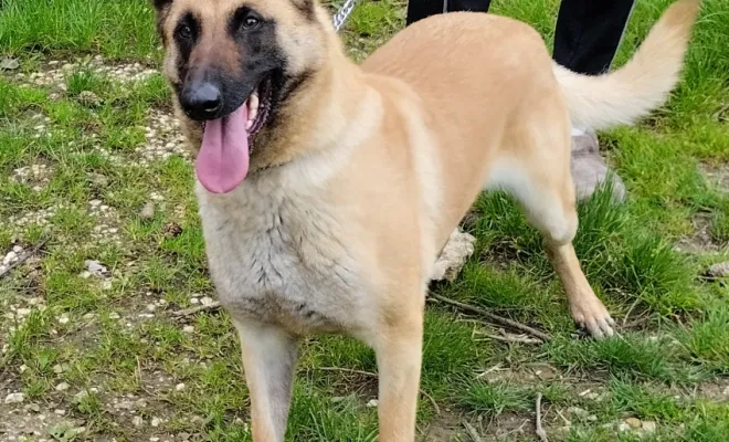 Eleveur de Berger Belge Malinois, Marne, Les jardins de la défense