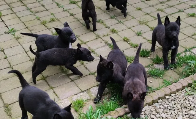 Éleveur de chiens, Marne, Les jardins de la défense