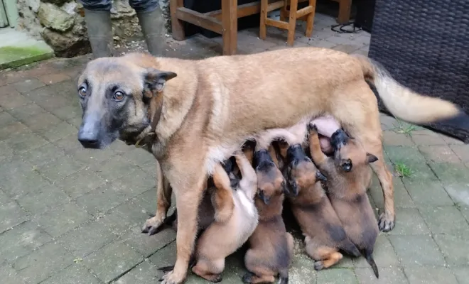 Eleveur de Berger Belge Malinois, Marne, Les jardins de la défense