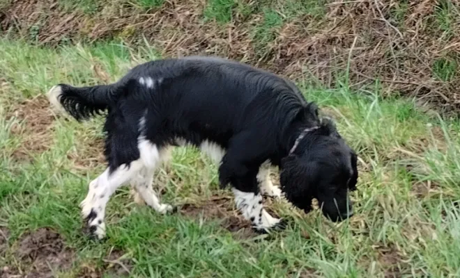 Éleveur de Springer Spaniel, Marne, Les jardins de la défense
