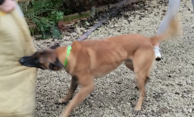 Eleveur de Berger Belge Malinois, Marne, Les jardins de la défense