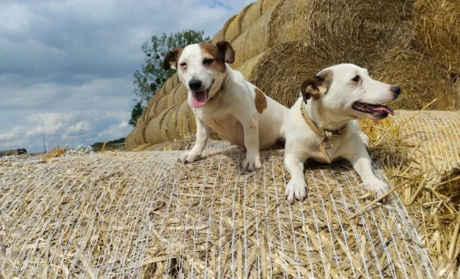 Éleveur de Jack Russell, Marne, Les jardins de la défense