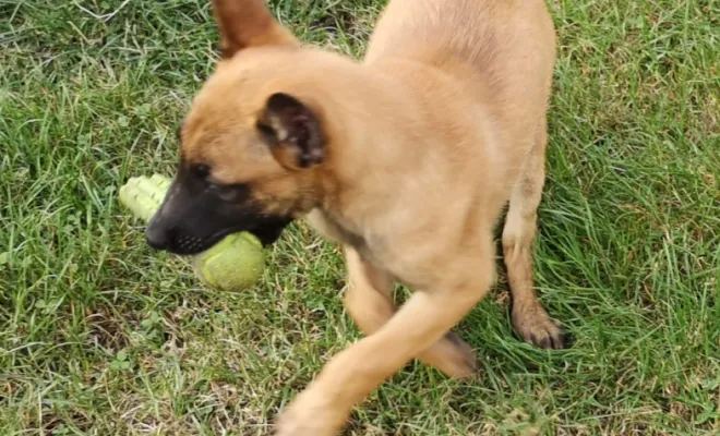 Eleveur de Berger Belge Malinois, Marne, Les jardins de la défense