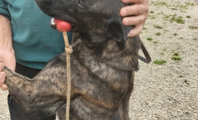 Sociabilisation des chiens, Marne, Les jardins de la défense